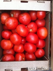 Томаты, помидоры - Изображение #1, Объявление #708308