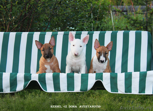 Высокопородные щенки МИНИАТЮРНОГО бультерьера - Изображение #1, Объявление #715930