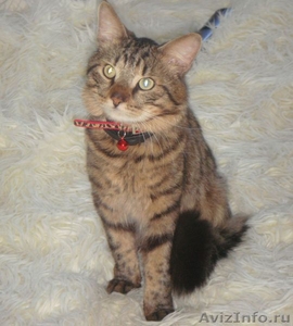 в дар сибирский котик Макс - Изображение #5, Объявление #702712