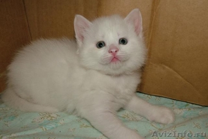 Продам породистого котенка туретской  ангоры  НЕДОРОГО - Изображение #1, Объявление #713972