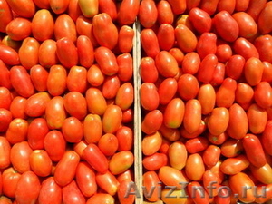 Картофель, томаты, арбузы, перец оптом - Изображение #3, Объявление #719888