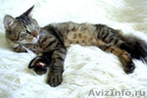 в дар сибирский котик Макс - Изображение #1, Объявление #702712