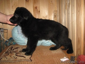 пушистый чёрный щенок немецкой овчарки - Изображение #1, Объявление #734427