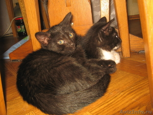 Двухмесячные котята  - Изображение #2, Объявление #738057