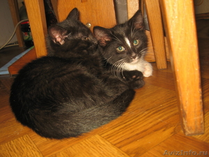 Двухмесячные котята  - Изображение #3, Объявление #738057