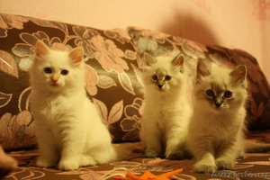 Невские маскарадные котята от чемпиона - Изображение #1, Объявление #741363