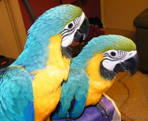 Пара рук подняли сине-золотой попугаи ара  - Изображение #1, Объявление #763201