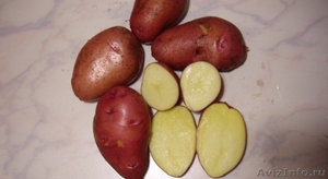 Продам, предлагаем картофель оптом 6,50 руб.  - Изображение #3, Объявление #732510