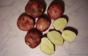 Продам, предлагаем картофель оптом 6,50 руб.  - Изображение #1, Объявление #732510