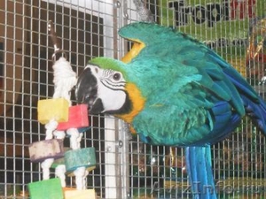 Принятие этой пары голубых и золотых попугаи ара. - Изображение #1, Объявление #773409