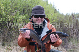 Рыбалка на сёмгу на Кольском полуострове - Изображение #2, Объявление #774373