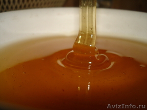 Продаю (купите) мёд пчелиный (гречишный) - Изображение #2, Объявление #782081