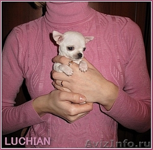 Чихуахуа красивые щенки в продаже - Изображение #1, Объявление #788338