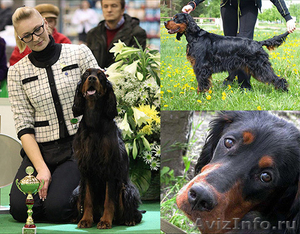 Щенки. Шотландский сеттер (gordon setter) - Изображение #2, Объявление #813273