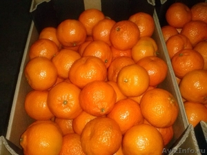 Фрукты и овощи из Европы  мандарин 35 руб - Изображение #2, Объявление #780691