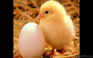 Продам яйцо куриное.  - Изображение #2, Объявление #802479