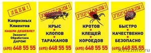 Уничтожение насекомых, клопов и тараканов в Москве - Изображение #2, Объявление #833248