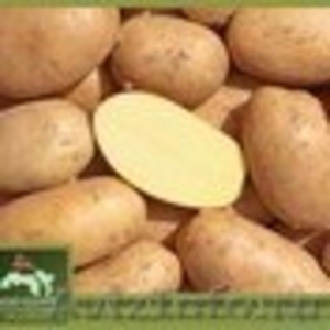  картофель, урожая 2013 года - Изображение #1, Объявление #823290