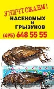 Уничтожение тараканов, уничтожение клопов - надежно, Москва - Изображение #2, Объявление #836377