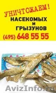 Уничтожение тараканов, уничтожение клопов - надежно, Москва - Изображение #3, Объявление #836377