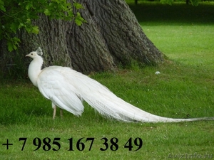 Продаю павлинов и фазанов - Изображение #2, Объявление #846352