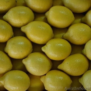 Лимон "Primofiori" с Испании - Изображение #1, Объявление #845236