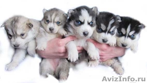Продам черно-белых и серо-белых (волчий тип), высокопородистых щенков Хаски - Изображение #1, Объявление #841978