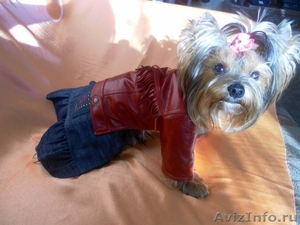 пошив одежды для собак в интернет магазине Алефтинка - Изображение #1, Объявление #844017