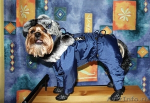 пошив одежды для собак в интернет магазине Алефтинка - Изображение #2, Объявление #844017