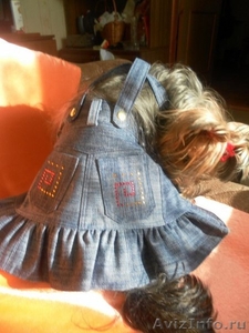 пошив одежды для собак в интернет магазине Алефтинка - Изображение #4, Объявление #844017