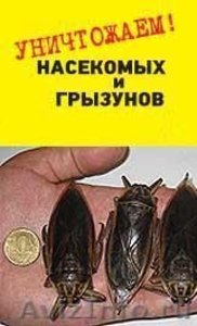 Постельный клоп появился в доме? Избавим!  - Изображение #2, Объявление #876670