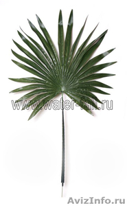 Пальмовые ветки и листья - Изображение #2, Объявление #873474