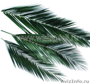 Пальмовые ветки и листья - Изображение #3, Объявление #873474