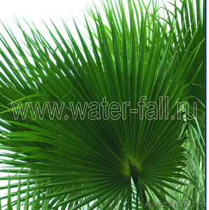 Пальмовые ветки и листья - Изображение #1, Объявление #873474