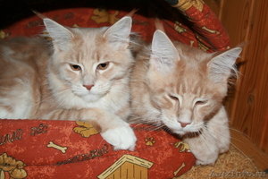 Котята мейн куныиз питомника MaKaDami - Изображение #1, Объявление #896148