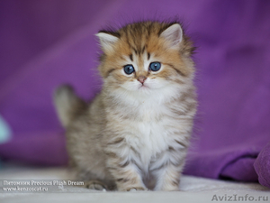 Британские котята с изумрудными глазками! - Изображение #1, Объявление #904873
