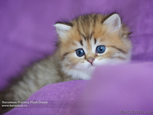 Британские котята с изумрудными глазками! - Изображение #3, Объявление #904873