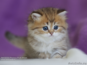 Британские котята с изумрудными глазками! - Изображение #2, Объявление #904873