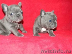 Синий французский продаются щенки - Изображение #1, Объявление #900024