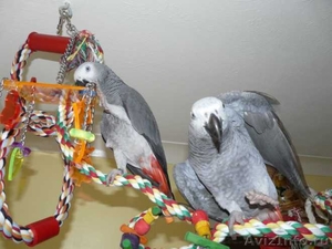 Aра, какаду и африканские серые попугаи  - Изображение #2, Объявление #935913