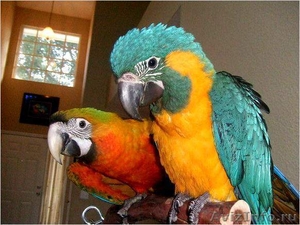 Aра, какаду и африканские серые попугаи  - Изображение #1, Объявление #935913
