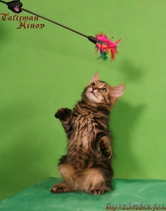 Элитные котята курильского бобтейла! Шоу-класс! - Изображение #5, Объявление #924576