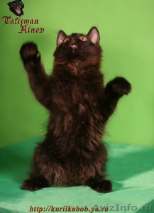 Элитные котята курильского бобтейла! Шоу-класс! - Изображение #6, Объявление #924576