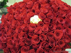 Букет 101 роза.  Красивый романтичный подарок - Изображение #2, Объявление #946794