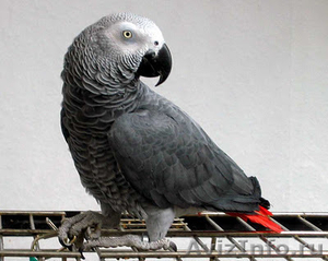 Африканские серые попугаи и попугаи ара для продажи - Изображение #1, Объявление #950996