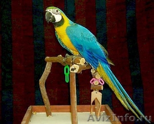 Африканские серые попугаи и попугаи ара для продажи - Изображение #2, Объявление #950996
