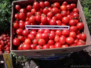 Продам помидоры с Украины за низкими ценами - Изображение #2, Объявление #936808