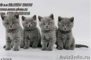 Британские котята из питомника британских кошек - Изображение #2, Объявление #157896