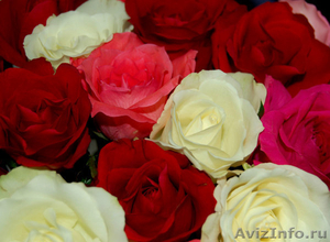 Розы оптом из Эквадора, цветы из Голландии - Изображение #1, Объявление #969570