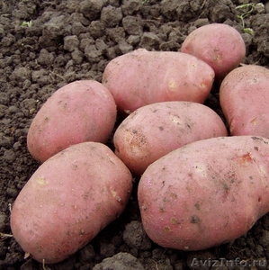 Продам картофель из Молдавии - Изображение #1, Объявление #986179